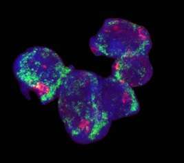 Sisterly sacrifice among ovarian germ cells key to egg development