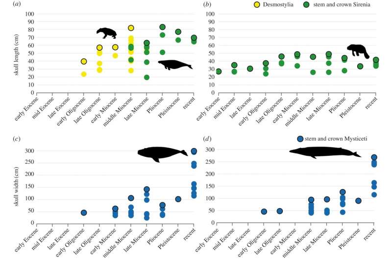 Size does matter: Using the size of fossil marine mammals to estimate primary productivity in ancient oceans