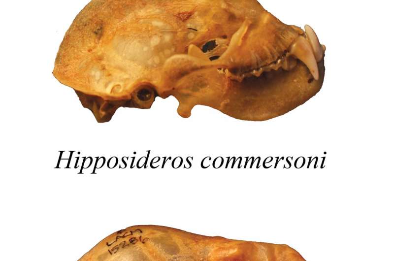 Skull specializations allow bats to feast on their fellow vertebrates