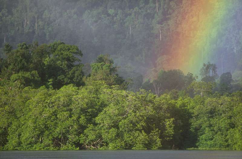 Small businesses in Asia can help forests and economies grow, new report shows