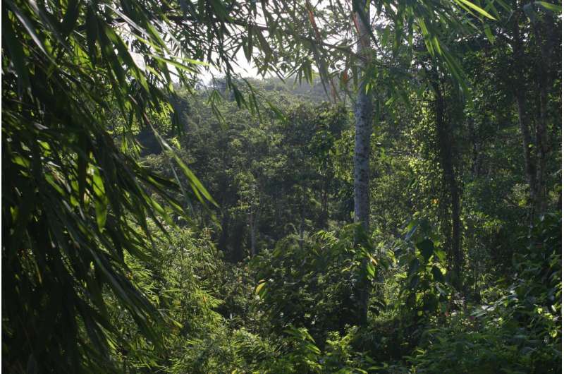 Small-scale agriculture threatens the rainforest