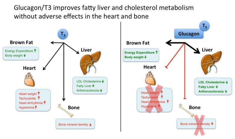 Smart drug clears fat from liver and blood