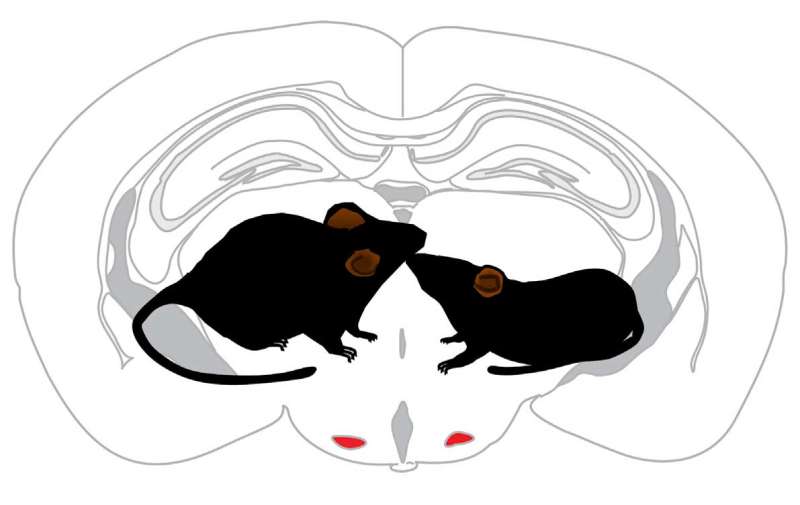 Smell tells intruder mice how to behave