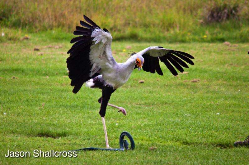 Snake-hunting secretary birds use the force of five times their body weight to stamp on and kill their prey