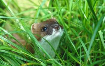 Sniffing out the enemy—scent may be stoats’ Achilles heel