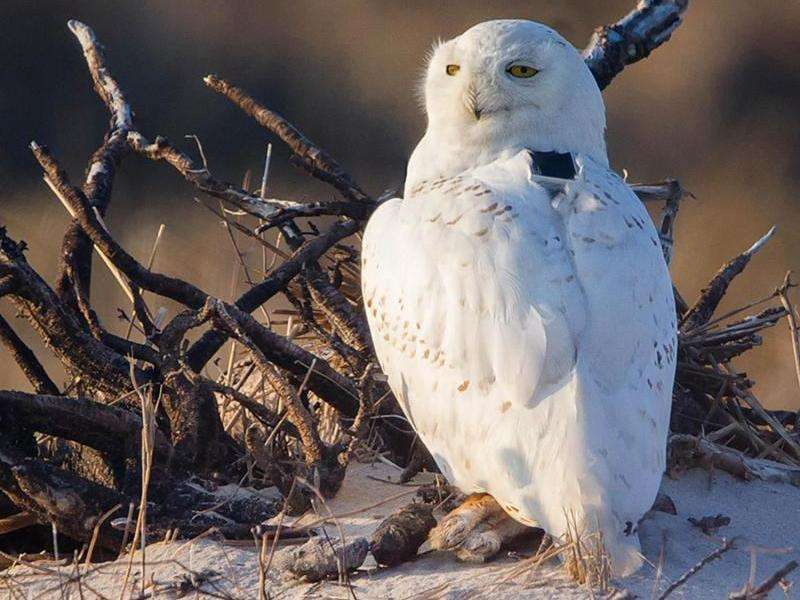 Snowy owl's far-flung travels tracked in incredible detail