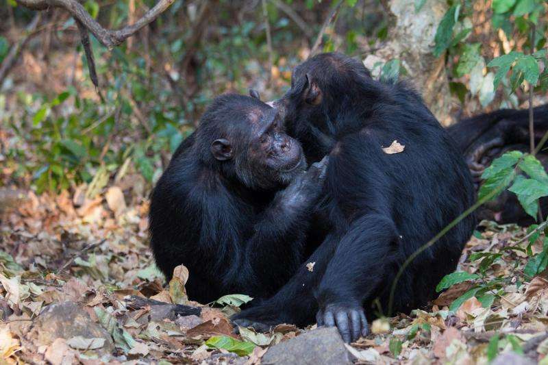 Sociable chimps harbor richer gut microbiomes