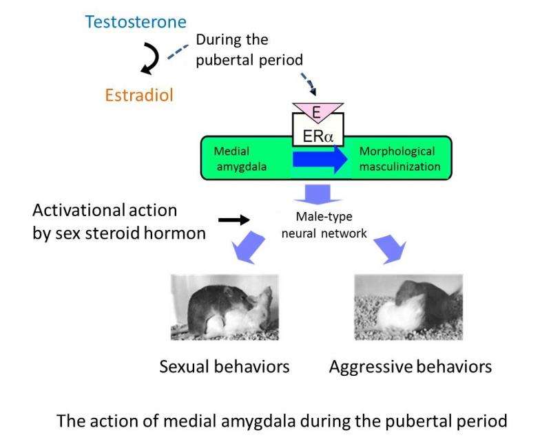 Social behavior of male mice needs estrogen receptor activation in brain region at puberty