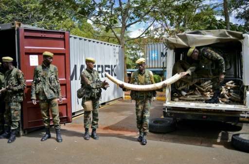 Soldiers move confiscated ivory to secure containers  at the Kenya Wildlife Services (KWS) headquarters in Nairobi, on April 15,
