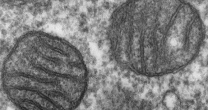 Solving a mitochondrial mystery