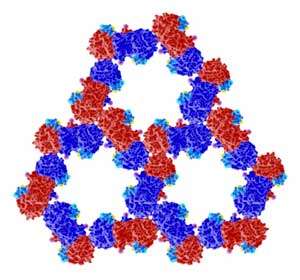 Solving the 3D structure of a newly observed protein complex in mammalian cells