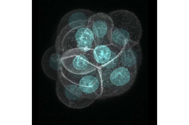 Solving the mystery of defective embryos