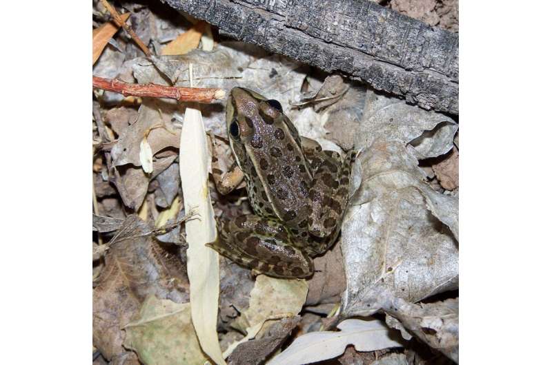 Some frogs are adapting to deadly pathogen, according to study