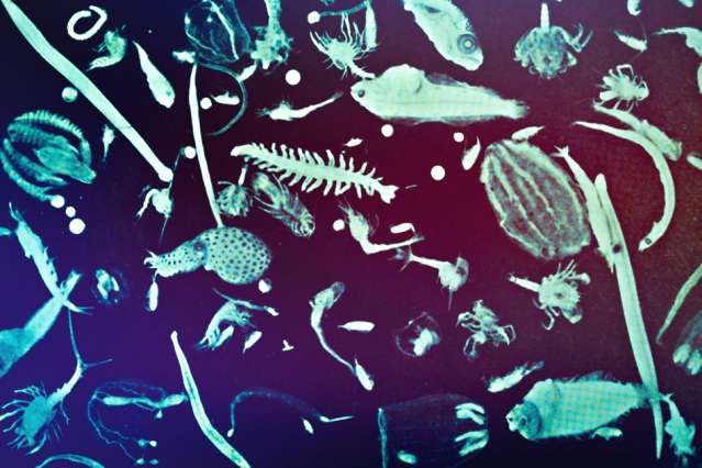 Some tiny plankton may have big effect on ocean’s carbon storage