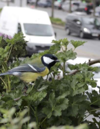 Songbirds sound the alarm about traffic noise