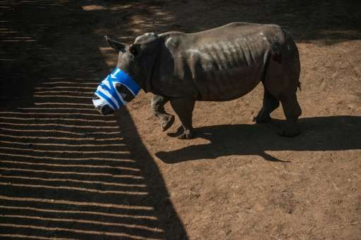 South Africa, home to around 20,000 rhinos, or 80% of the worldwide population, has borne the brunt of a recent boom in internat