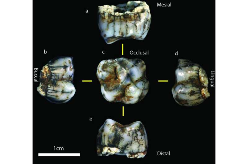 South Africa's Sterkfontein Caves produce 2 new hominin fossils