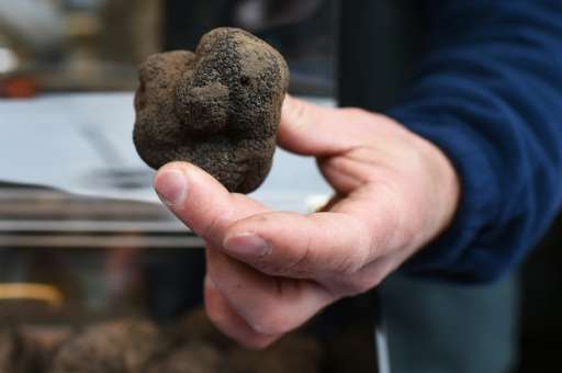 Southeastern France accounts for nearly three-quarters of national production of  black truffles