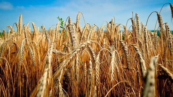 Sowing mainstream wheat varieties too early can risk yield