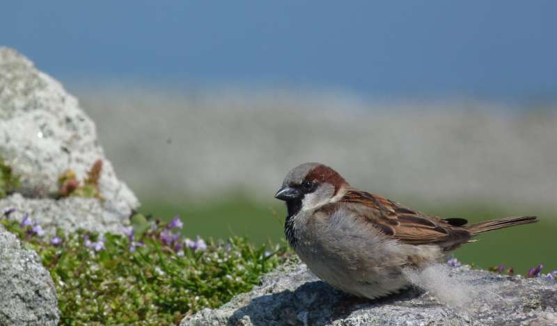 Sparrows with unfaithful 'wives' care less for their young