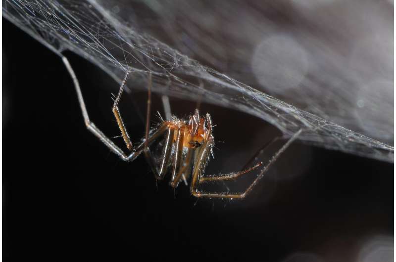Species conservation profile of a critically endangered endemic for the Azores spider