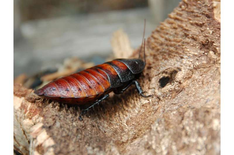 Species of giant cockroaches employ different strategies in the mating game