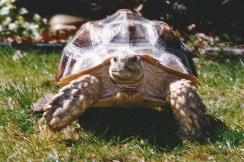 Speedy the tortoise and altering the genetic code