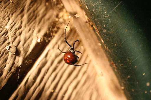 Spiders are among most effective predators of plant pests