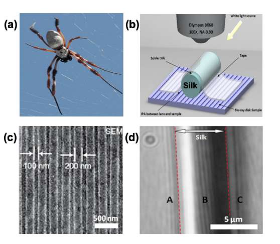 Spider silk: Mother Nature's bio-superlens