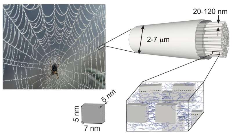 Spiders spin unique phononic material