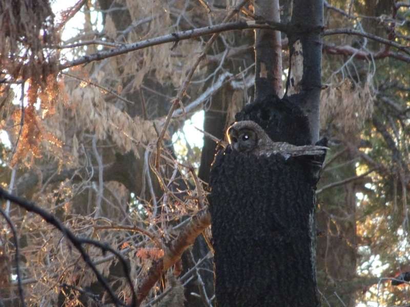 Spotted Owl in nest in severely burned forest in southern California.