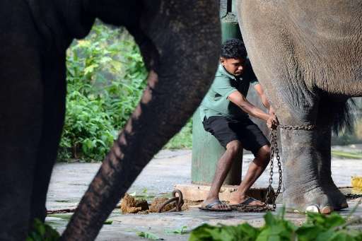 Sri Lankan authorities say more than 40 baby elephants, often the mother is killed in the process, have been stolen from nationa