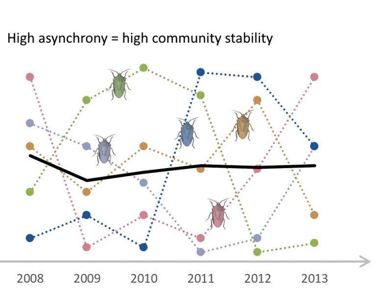 Stability in ecosystems: Asynchrony of species is more important than diversity