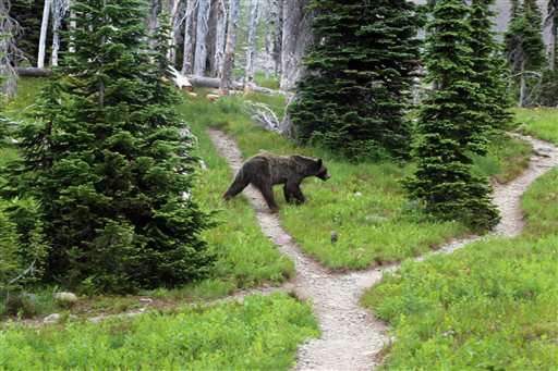 States divvy up Yellowstone-area grizzly hunt