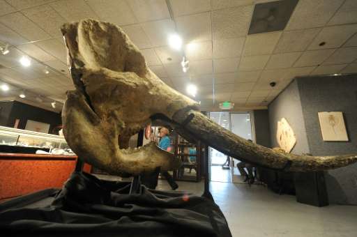 Stegodonts were known for their long, nearly straight tusks and low-crowned teeth with peaked ridges