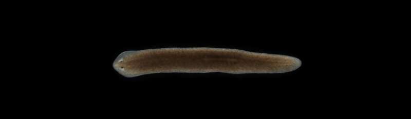 Stem cells of worms and humans more similar than expected