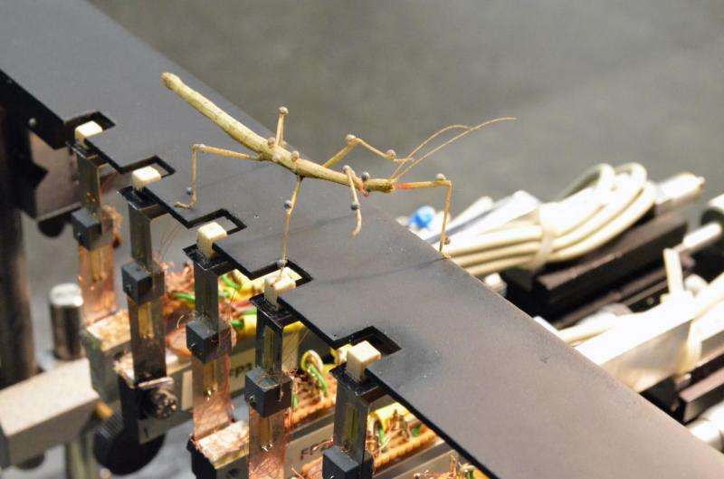 Stick insect’s propulsion joint discovered