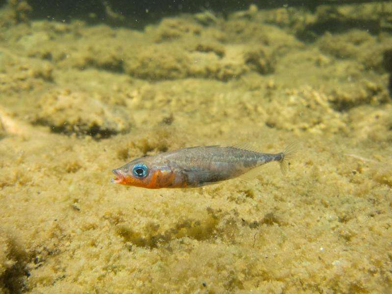 Stickleback fish adapt their vision in the blink of an eye