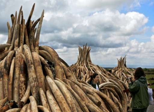 Stockpiles of elephant tusks are stacked up onto pyres at Nairobi's national park waiting to be burned along with more than a to