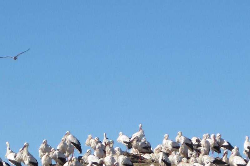 Storks give up on winter migration in favor of junk food