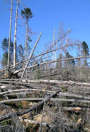 Storm warning—150 years of damage to Swiss forests