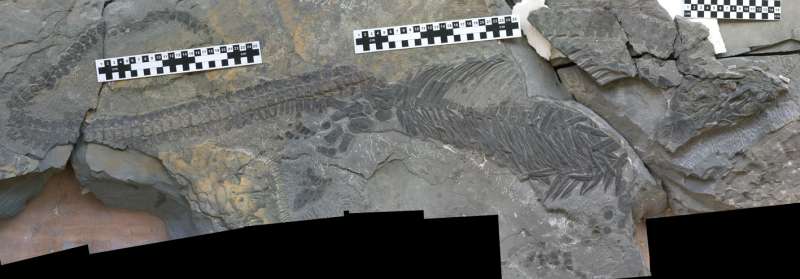 Strange sea-dwelling reptile fossil hints at rapid evolution after mass extinction