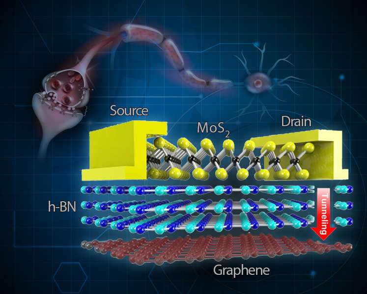 Stretchable, flexible, reliable memory device inspired by the brain