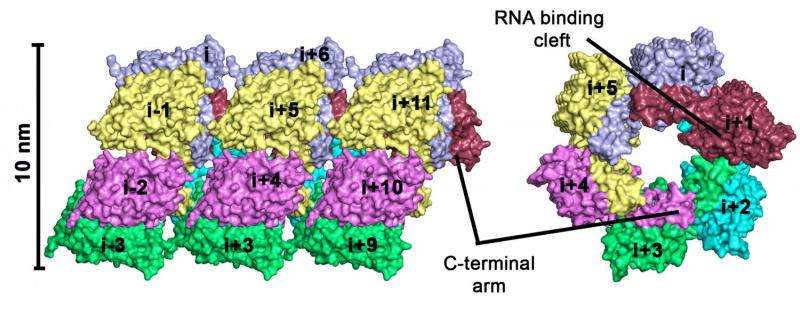 Structure of a hantavirus protein as a promising model for drug design