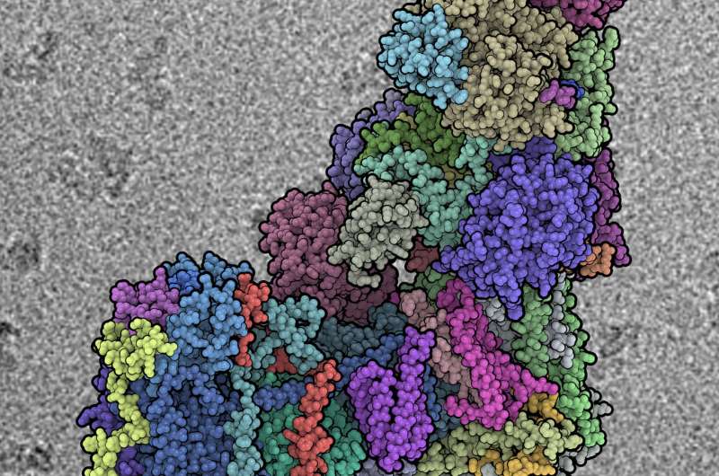 Structure of mammalian protein complex of respiratory chain solved at atomic level
