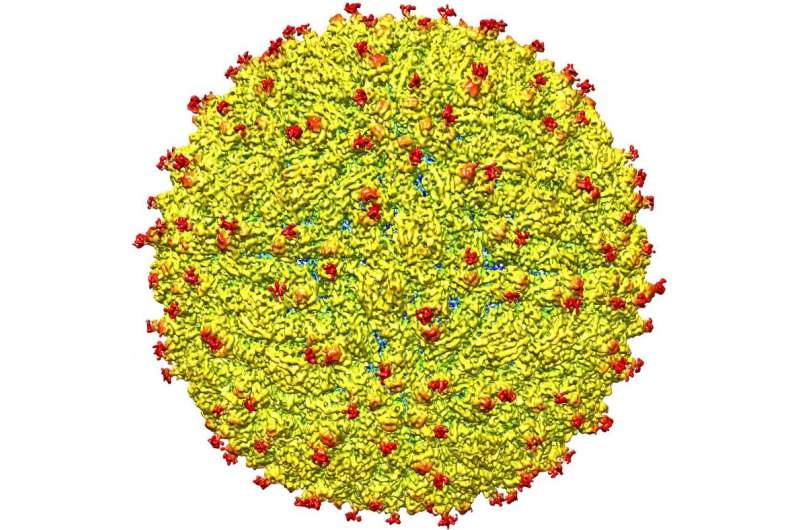 Structure of Zika virus determined