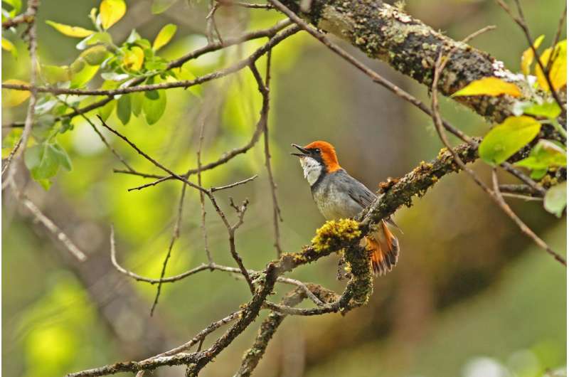 Studies of one of the world's rarest birds, the Rufous-headed Robin