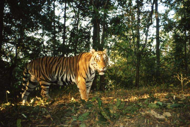 Study confirms only site in SE Asia showing tiger recovery