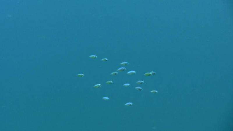 Study finds fish larvae are better off in groups
