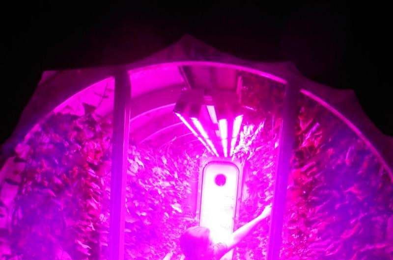 Study finds LED lights provide improved energy efficiency and production for growing food crops in space